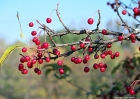 berries_fruit_10-04-08 042